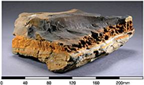 Cherty siltstone of the Ping Chau Formation